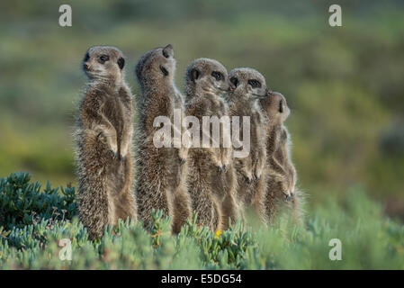 Gruppe von Erdmännchen (Suricata Suricatta), ein Blick nach oben, kleine Karoo, Western Cape, Südafrika Stockfoto