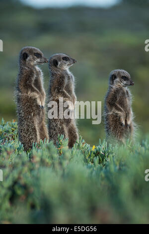 Drei Erdmännchen (Suricata Suricatta), kleine Karoo, Western Cape, Südafrika Stockfoto