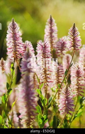 Australischen einheimischen Wildblumen - Mulla Mulla - in voller Blüte im Outback. Stockfoto