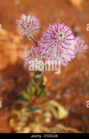 Australischen einheimischen Wildblumen - Mulla Mulla - in voller Blüte im Outback. Stockfoto