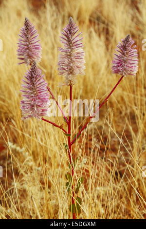 Australischen einheimischen Wildblumen - Mulla Mulla - in voller Blüte im Outback. Stockfoto