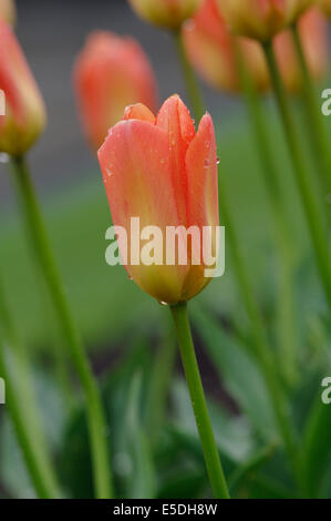 Ein Garten Vielzahl von Tulip - Tulipa var. ORANGE KAISER Stockfoto