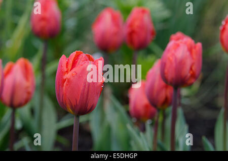 Tulpen - Tulipa var. Eremitage Stockfoto