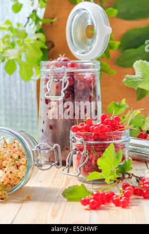 Rote und weiße Johannisbeeren, Stachelbeeren in Gläsern zu Vorbereitungen Stockfoto