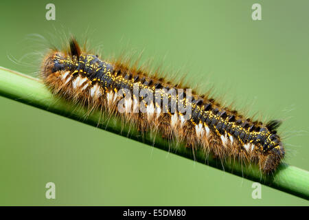 Trinker, Euthrix Potatoria am Grashalm, vor grünem Hintergrund Stockfoto