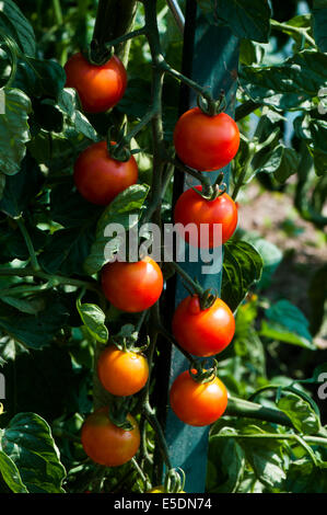 Saftige Cherry-Tomaten reifen im Hause Gemüsebeet. Stockfoto