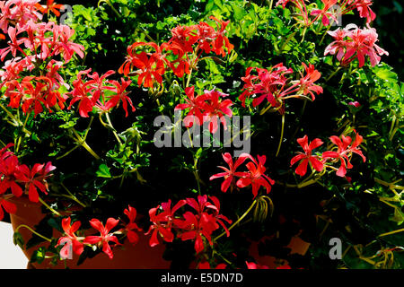 Rosa und rot nachgestellte Geranie Blumen. Stockfoto