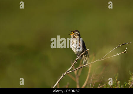 Redwing - singen Turdus Iliacus Island BI026665 Stockfoto