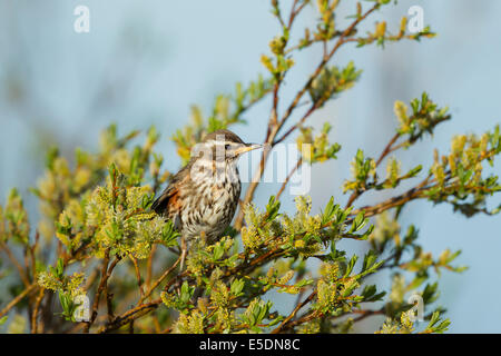 Rotdrossel Turdus Iliacus Island BI026673 Stockfoto