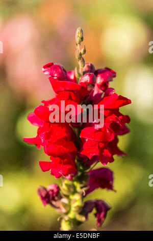 Deutschland, Kassel, Antirrhinum Majus, gemeinsame Löwenmaul, Nahaufnahme Stockfoto