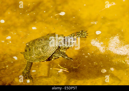 Europäische Sumpfschildkröte, Emys Orbicularis, hier im Wasser gesehen. Stockfoto