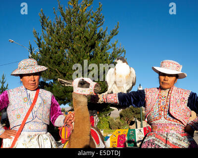 Frauen in traditioneller Kleidung mit einem Adler und einem Lama - Yanque, Peru Stockfoto