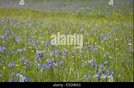 Schöne Wildblumenwiese in der Nähe von Widecombe in der Heide, Dartmoor, Devon. Glockenblumen und anderen Wildblumen machen eine beeindruckende Szene. Stockfoto