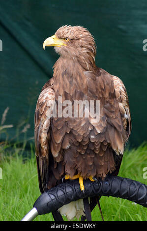 White-tailed Seeadler ruht auf den Stand zwischen anzeigen Stockfoto