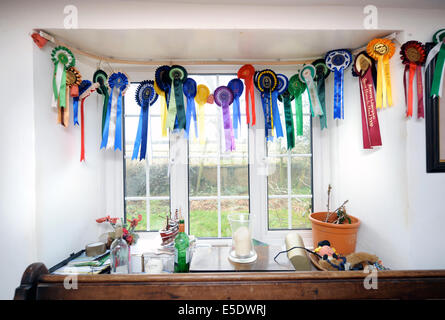 Pferdevorführung Rosetten hängen in einem Bauernhaus in Dorset UK Stockfoto