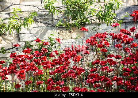 London, UK. 29. Juli 2014. Keramik Mohn gepflanzt, Tower of London anlässlich des ersten Weltkrieges Todesfälle Credit: Guy Corbishley/Alamy Live News Stockfoto