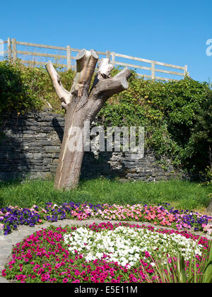 Gehackter Baum im Park, Aberystwyth Wales Großbritannien Stockfoto