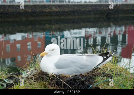 Möwe auf Hafenmauer mit Reflexion der bunten Häuser, Tobermory, Isle of Mull, schottischen Inseln nisten Stockfoto