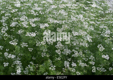 Coriandrum Sativum.  Koriander-Koriander-Pallas in Blüte Stockfoto