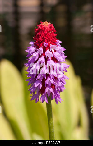 Primula Vialii Stockfoto