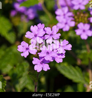 Violety Verbenen Eisenkraut la France Stockfoto
