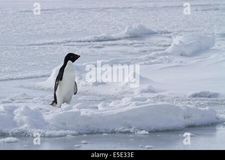 Adelie Penguin steht auf dem zugefrorenen Meer Stockfoto