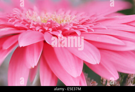 Rosa Gerbera Blüte von der Seite, schöne Makro Stockfoto