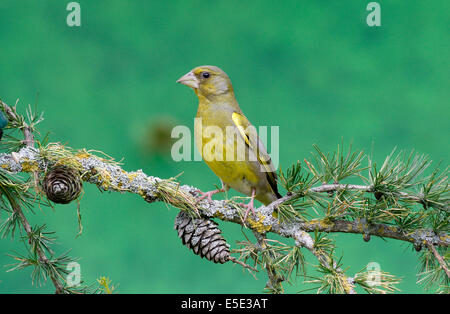 Grünfink, Zuchtjahr Chloris, einzelnes Männchen auf Ast, Warwickshire, Juli 2014 Stockfoto