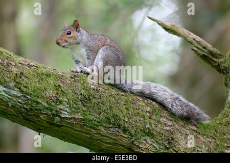 Graue Eichhörnchen, Sciurus Carolinensis, einziges Säugetier auf Ast, Warwickshire, Mai 2014 Stockfoto