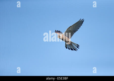 Turmfalke, Falco Tinnunculus, einzelnes Männchen schweben, Warwickshire, Mai 2014 Stockfoto