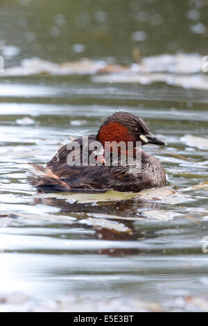 Wenig Grebe, Tachybaptus Ruficollis, einzelne Altvogel auf dem Wasser mit jungen, Warwickshire, Juni 2014 Stockfoto