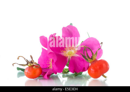 Früchte und Blüten der Wildrose auf weißem Hintergrund Stockfoto