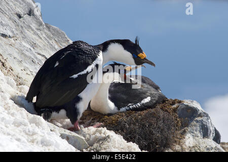 paar blauäugige Antarktis Kormoran auf dem Nest auf einem Hügel in der Kolonie Stockfoto