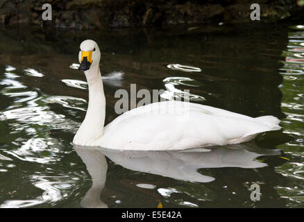 kleine oder Tundra-Schwan schwimmt auf einem kleinen See im Herbst Stockfoto