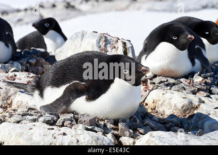 Gruppe von Adelie-Pinguine sitzen in einem Nest in einer kleinen Kolonie Stockfoto