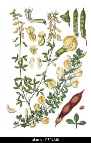 Links: schwarzer Ginster Genista Nigricans. rechts: Specie der Ginster Genista Ratisbonensis Stockfoto