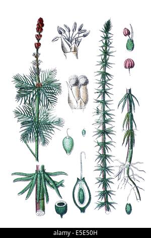 Links: eurasische Watermilfoil, Tausendblatt Spicatum, rechts: gemeinsame Stute Tail, Hippuris Vulgaris Stockfoto