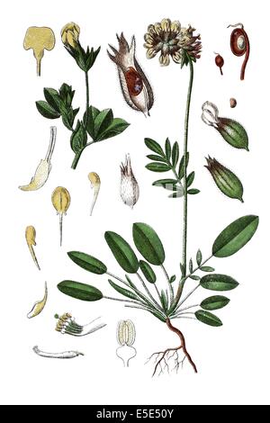 left.Common Kidneyvetch, Niere Wicke, Woundwort, Anthyllis Vulneraria, rechts: Küsten Vogel's – Foot Trefoil, Lotus Siliquosus Stockfoto