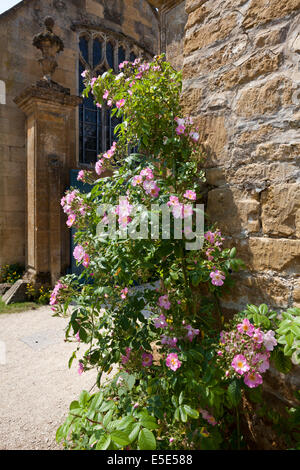 Eine rosa rose Blüte am Eingang zum Hidcote Manor in Cotswold Dorf von Hidcote Bartrim, Gloucestershire UK Stockfoto