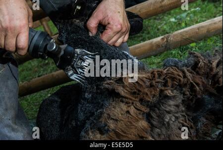 Berlin, Deutschland. 23. Juli 2014. Ein Hirte sheers ein Pommersches Landschaf Schaf in Berlin, Deutschland, 23. Juli 2014. Die Rasse ist auf der roten Liste der bedrohten heimischen Rassen in Deutschland. Foto: PAUL ZINKEN/Dpa/Alamy Live News Stockfoto