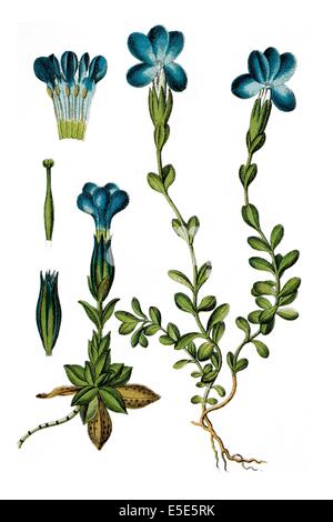 Links: Bayerischer Enzian, Gentiana Bavarica, rechts: Frühling Enzian, Gentiana Verna Stockfoto