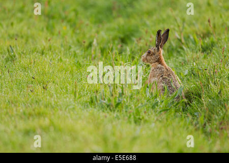 Feldhase, Lepus Europaeus, auch bekannt als die Feldhasen stehen Warnung in einer feuchten, grasbewachsenen Wiese, Mai Stockfoto