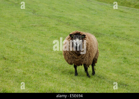 Texel Schafe, lateinischer Name Stamboek Blauwe Texelaar Mai blau Stockfoto