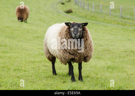 Blaue Texel Schafe, lateinischen Namen Stamboek Blauwe Texelaar, stehend in einer Wiese, Mai Stockfoto