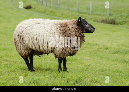 Blaue Texel Schafe, lateinischen Namen Stamboek Blauwe Texelaar, stehend in einer Wiese, Mai Stockfoto