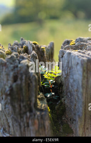 Ein junger Sämling, der oben auf einem alten verfallenen hölzernen Pfosten wächst Stockfoto