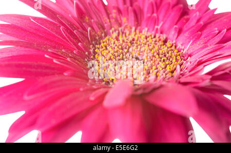 Große rosa Blume Gerbera ist isoliert auf weißem Hintergrund, Nahaufnahme Stockfoto