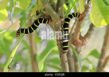 Zwei Tetrio Sphinx Caterpillar ursprünglich aus Antigua Barbuda in der Karibik West Indies ein Blatt an einem Frangipani-Baum zu essen. Stockfoto