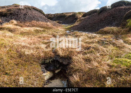 Decke Moor. Nasse peatland Wasserrinne mit Moor Gras zwischen Torf hags auf Kinder Scout, Derbyshire Peak District National Park, England, Großbritannien Stockfoto