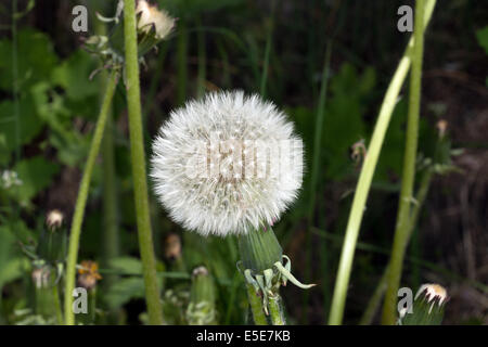 Nahaufnahme von einem Schlag-Kugeln in den Rasen. Stockfoto